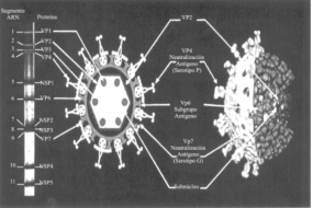 Rotavirus En Humanos - EcuRed