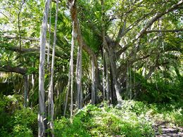 Ficus grevei.jpg