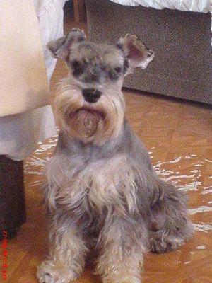 Schnauzer estándar.jpg