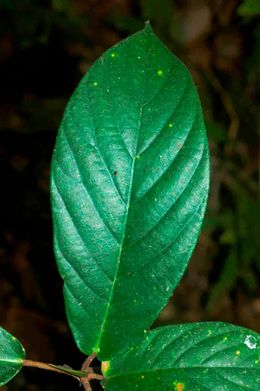 Ficus francisci.jpg