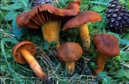 Cortinarius de montaña.jpeg