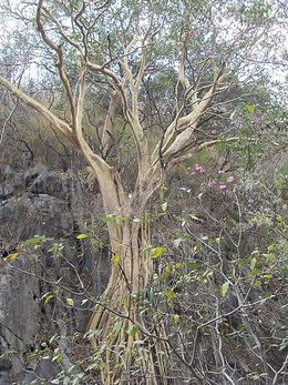 Ficus petiolaris.JPG