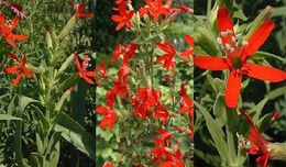 La-Silene-regia.jpg