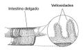 Miniatura de la versión del 01:54 25 feb 2021