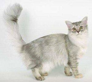 Gato asian semi-longhair.jpg