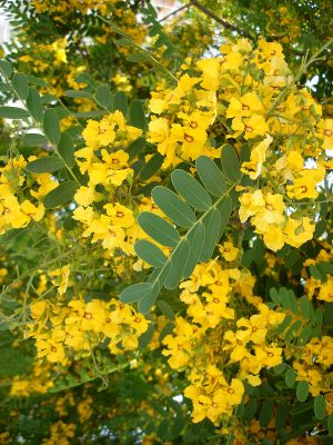 Acacia amarilla 1.JPG