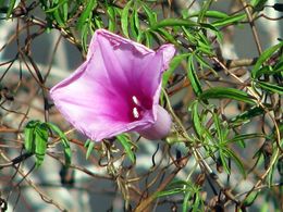 Ipomoea rotundifolia.jpg