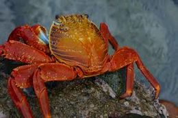 Cangrejo de las rocas Grapsus grapsus.jpg