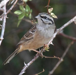 Emberiza cia.JPG