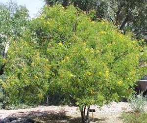 Caesalpinia mexicana.jpg