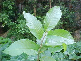 Pera oppositifolia 111.jpg