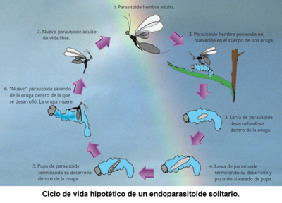 Avispas Parasitoides Ecured