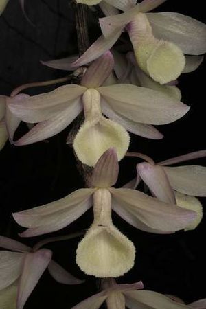 Dendrobium aphyllum.jpg