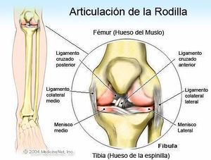 Articulacion-rodilla.jpg