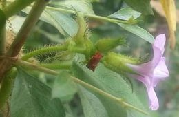 Ipomoea arachnosperma.jpg