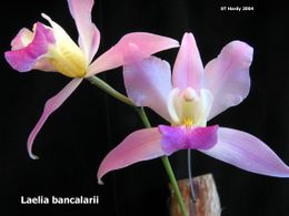 Laelia bancalarii2.jpg