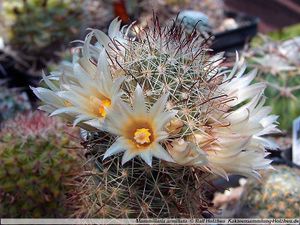 Mammillaria Armillata.jpg