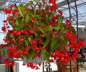 Begonia-dfragon-11.jpg