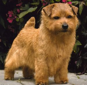 Norfolk Terrier.jpg