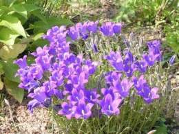 Campanula argyrotricha.jpg