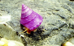 Calliostoma laugieri.jpg