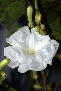 Ipomoea suaveolens.jpg