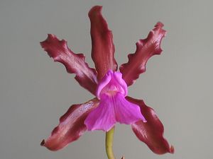 Cattleya elongata.jpg