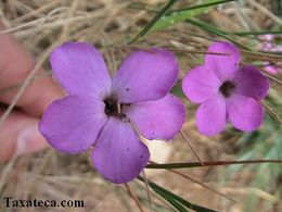 Dianthus pungens.JPG