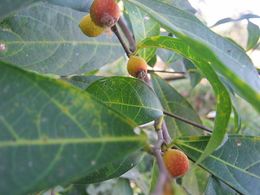 Ficus sarmentosa.jpg