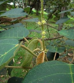 Croton bogotanus.jpg