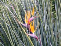 Strelitzia juncea-830x623.jpg