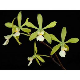 Encyclia diurna (2)-500x500.JPG