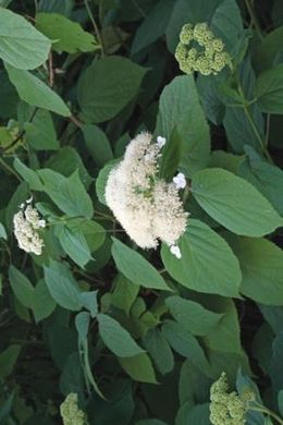 Hydrangea gracilis.jpg