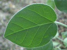 Croton aubrevillei.jpg