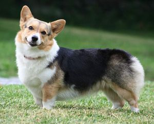 Perro corgi gales cardigan.jpg