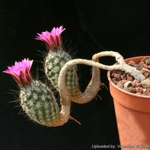 Thelocactus subterraneus 9713 l.jpg