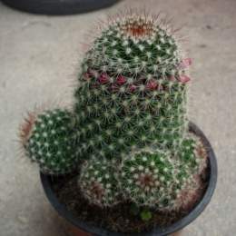 Mammillaria-desnsispina.jpg