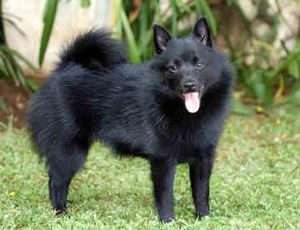 Schipperke.jpg