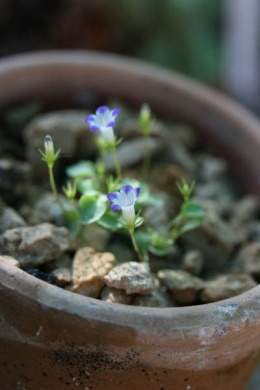 Campanula humillima.jpg