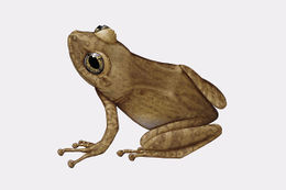 Profile-coqui-eneida1.jpg