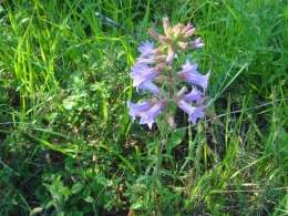 Campanula lyrata.jpg