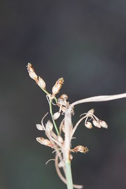 Fimbristylis annua flor.jpg