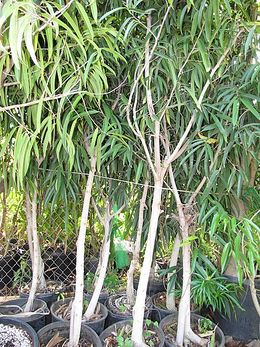 Ficus maclellandii.jpg