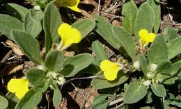 Ajuga salicifolia 1.jpg