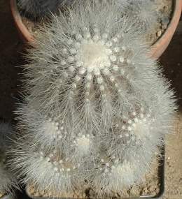 Copiapoa krainziana c.jpg