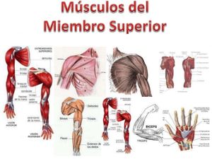 Musculos.jpeg