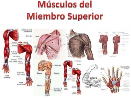 Músculos Del Miembro Superior Ecured 0195