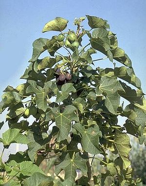 Jatropha curcas1 henning.jpg