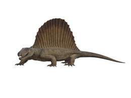 Dimetrodon M.jpg