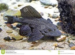 Pleco leopardo p .jpg